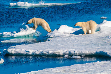 Mother polar  bear with cubs on  ice pack in the Arctic Circle, Barentsoya, Svalbard, Norway