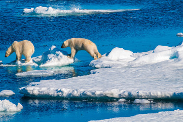Fototapeta premium Mother polar bear with cubs on ice pack in the Arctic Circle, Barentsoya, Svalbard, Norway