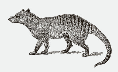 Extinct thylacine or tasmanian wolf thylacinus cynocephalus in side view. Illustration after engraving from 19th century