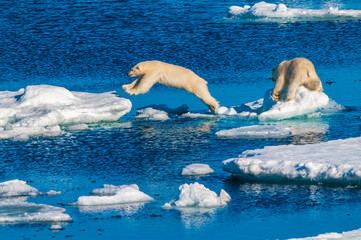 Mother polar  bear with cubs on  ice pack in the Arctic Circle, Barentsoya, Svalbard, Norway © Don Landwehrle