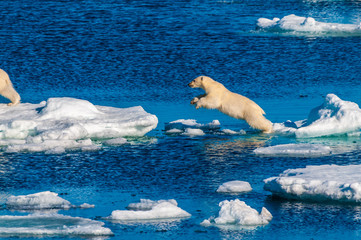 Mother polar  bear with cubs on  ice pack in the Arctic Circle, Barentsoya, Svalbard, Norway