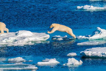 Mother polar  bear with cubs on  ice pack in the Arctic Circle, Barentsoya, Svalbard, Norway © Don Landwehrle