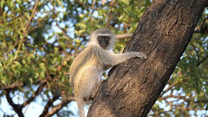 Young vervet monkey in a tree