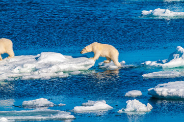 Mother polar  bear with cubs on  ice pack in the Arctic Circle, Barentsoya, Svalbard, Norway © Don Landwehrle