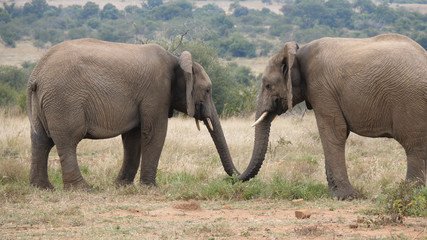 Fototapeta na wymiar Two african elephants in Pilanesberg Game Reserve