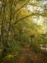 Herbstwald