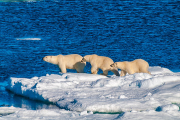 Mother polar  bear with cubs on  ice pack in the Arctic Circle, Barentsoya, Svalbard, Norway © Don Landwehrle