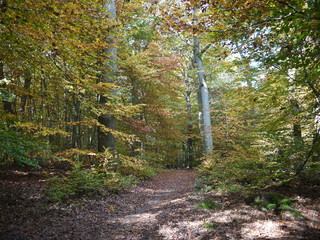 Herbstwald 