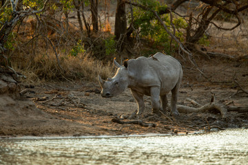 Fototapeta premium the formidable white rhino