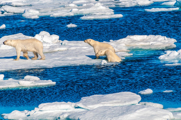 Mother polar  bear with cubs on  ice pack in the Arctic Circle, Barentsoya, Svalbard, Norway © Don Landwehrle