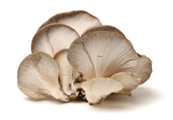 Fototapeta na wymiar Oyster mushroom isolated on white background