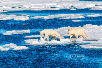 Mother polar  bear with cubs on  ice pack in the Arctic Circle, Barentsoya, Svalbard, Norway © Don Landwehrle