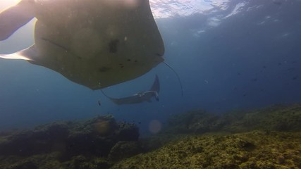 Beautiful Pair Of Big Manta Rays. Group Of Graceful Peaceful Sea Mantas Swimming Together. Calm Sea Rays Gliding. Pelagic Filter Feeders Marine Life In Blue Water Cleaning Station & Sunlit Sea Surface