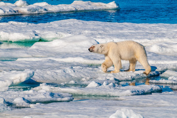 Large polar bear lying on a large ice pack in the Arctic Circle, Barentsoya, Svalbard, Norway © Don Landwehrle