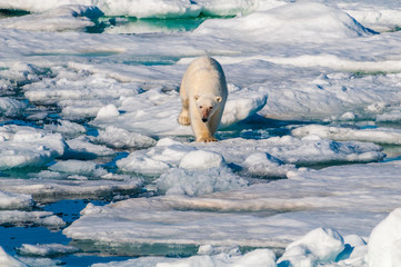 Large polar bear lying on a large ice pack in the Arctic Circle, Barentsoya, Svalbard, Norway © Don Landwehrle