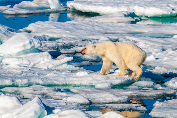 Large polar bear lying on a large ice pack in the Arctic Circle, Barentsoya, Svalbard, Norway © Don Landwehrle