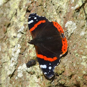Red admiral