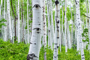 Aspen forest trees in summer on Kebler Pass in Colorado in National Forest park mountains with lush...