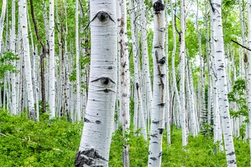 Wall murals Birch grove Aspen forest trees in summer on Kebler Pass in Colorado in National Forest park mountains with lush green color