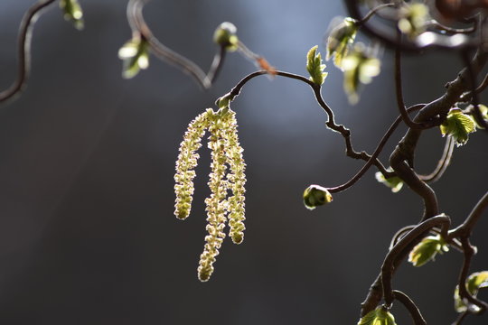 Hazel catkin in spring, Aberdeenshire