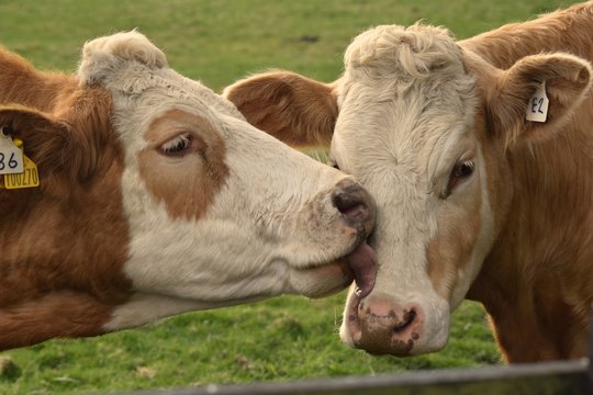 Cows