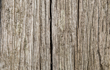 texture of wood