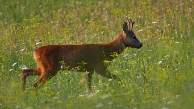 European roe deer (Capreolus capreolus) buck sense danger