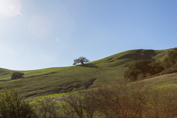 Old Oak tree at the Irish Hills area of California