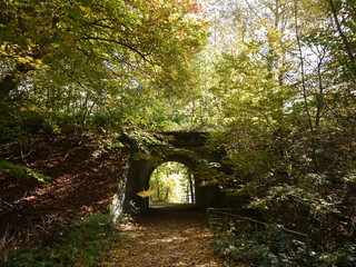 Herbstwald