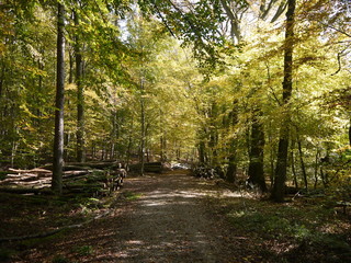 Herbstwald