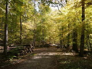 Herbstwald