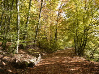 Herbstwald 