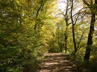 Herbstwald 