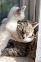 A little kitten hugs a cat mom, on a window sill by the window, in the sunshine.