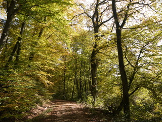 Herbstwald 