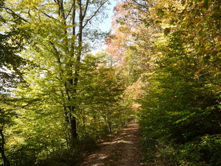 Herbstwald 