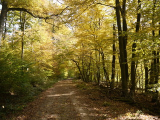 Herbstwald 