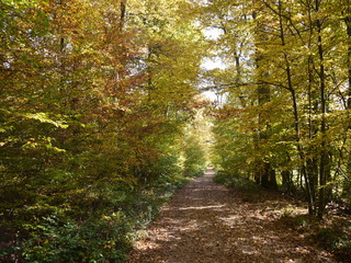 Herbstwald 