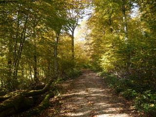 Herbstwald 