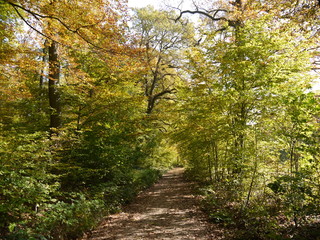 Herbstwald 