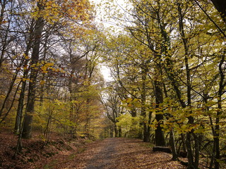 Herbstwald 