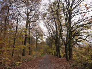 Herbstwald 