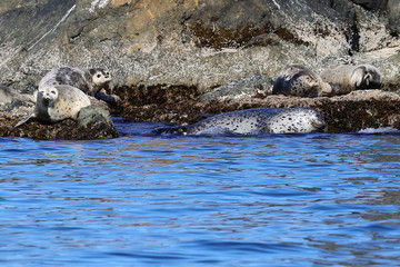 Wild spotted seals Phoca largha on the coastal rocks closeup.  Largha seal on the sea rock near the blue water. Wild mammals in natural habitat. Cute animals closeup.