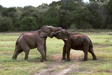 Fototapeta premium Herd of elephants in a natura landscape