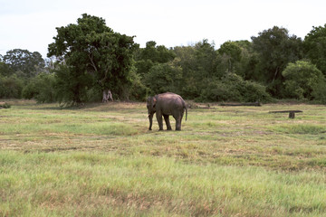 Lonely elephant in the savannah