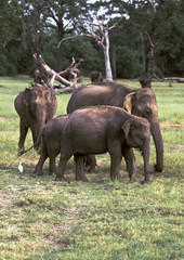 Herd of elephants in a natura landscape