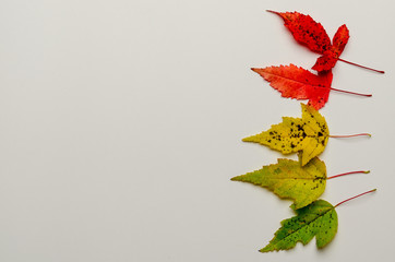 Japanese maple branch with autumn red, orange and green leaves isolated on white