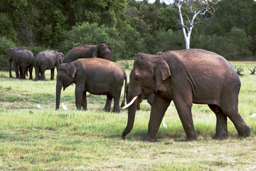 Fototapeta premium Herd of elephants in a natura landscape
