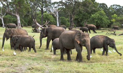 Obraz premium Herd of elephants in a natura landscape