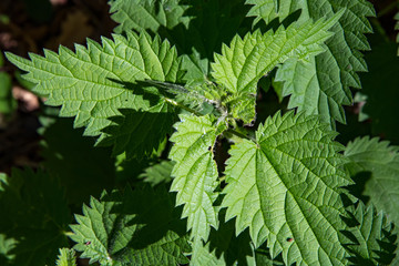 A shiny snail trail on nettle leaves